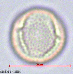 Solanum anomalum - lame n° 43